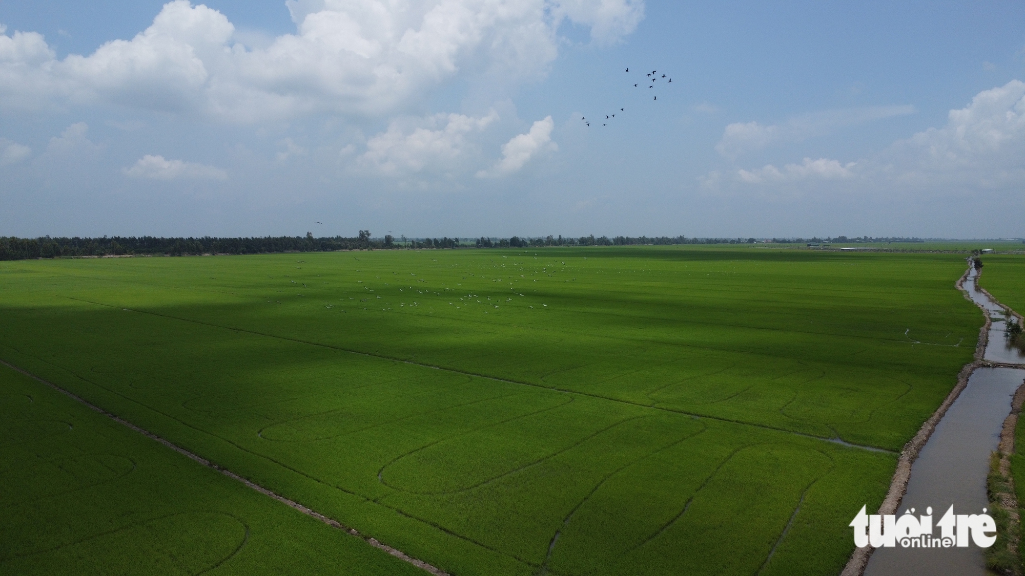 Đàn cò ốc đậu kín trên các ruộng lúa, nông dân vùng Đồng Tháp Mười vui mừng vì khỏi cần xịt thuốc diệt ốc - Ảnh 2.