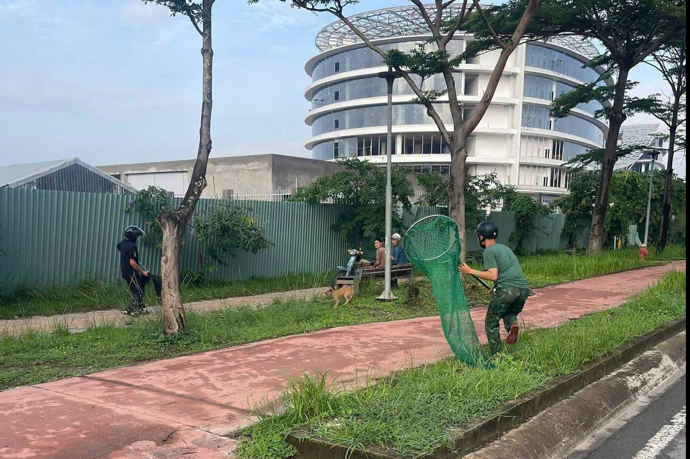 Nhiều xã phường ở TP.HCM khu vực Bình Dương triển khai bắt chó thả rông - Ảnh 1.