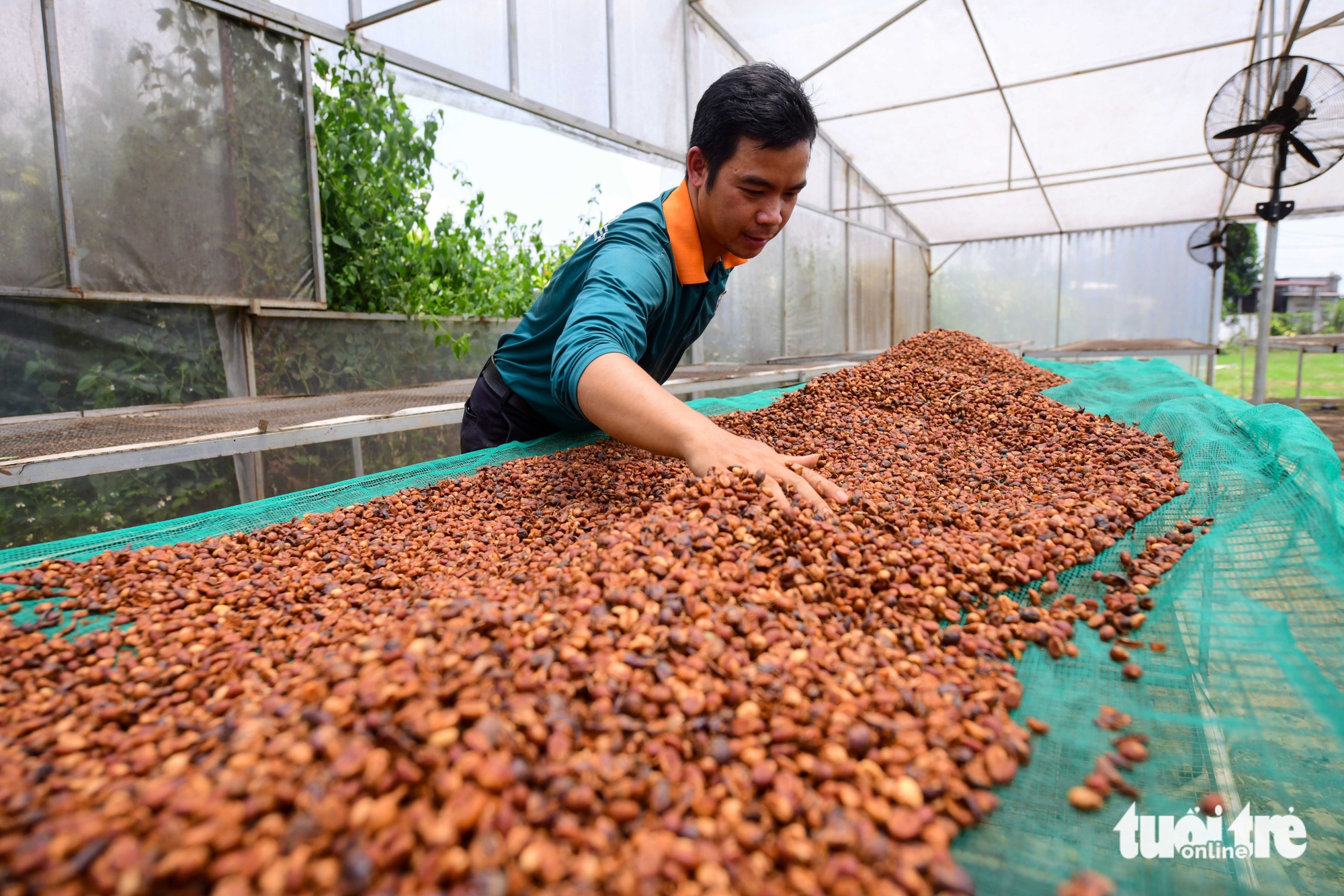 Đưa hạt Robusta Việt từ 'bán theo tấn 'sang 'bán theo ly' - Ảnh 1.