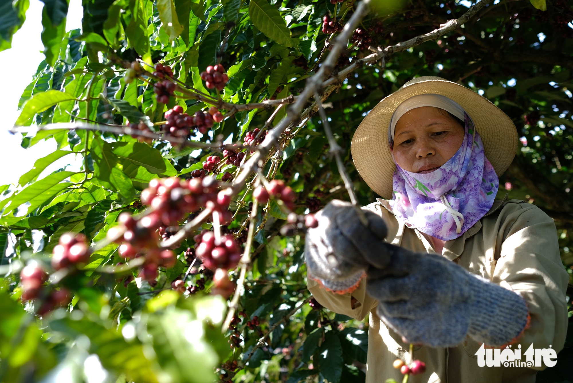 Đưa hạt Robusta Việt từ 'bán theo tấn 'sang 'bán theo ly' - Ảnh 2.