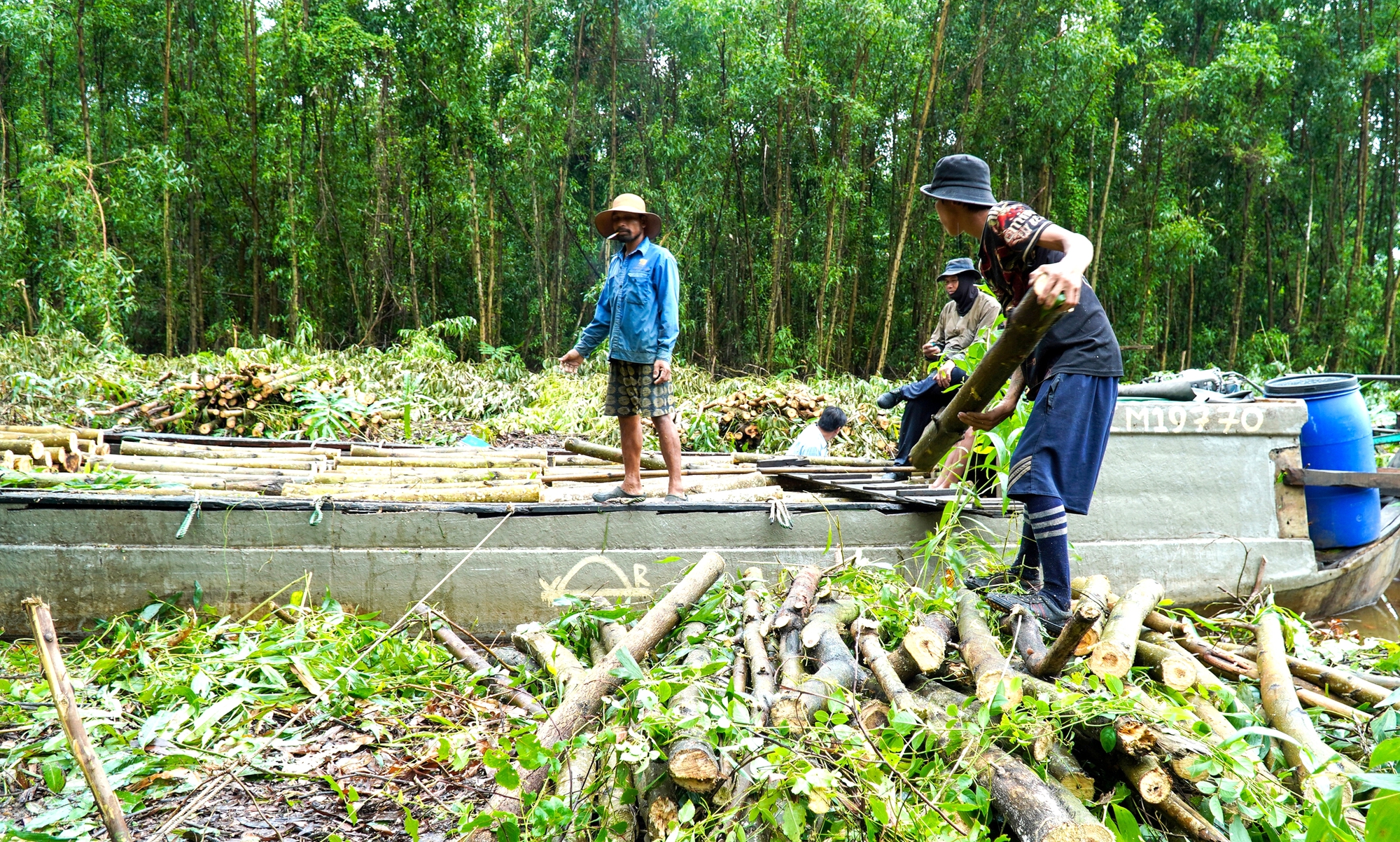 Rừng Cà Mau trước cơ hội ‘hóa vàng’ từ cây keo lai - Ảnh 1.