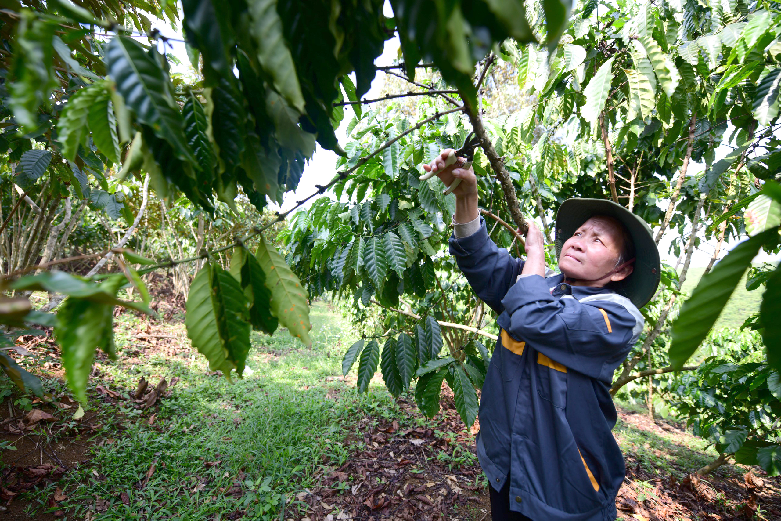 Để hạt Robusta Việt đi xa, cần nâng chất từ gốc - Ảnh 2.