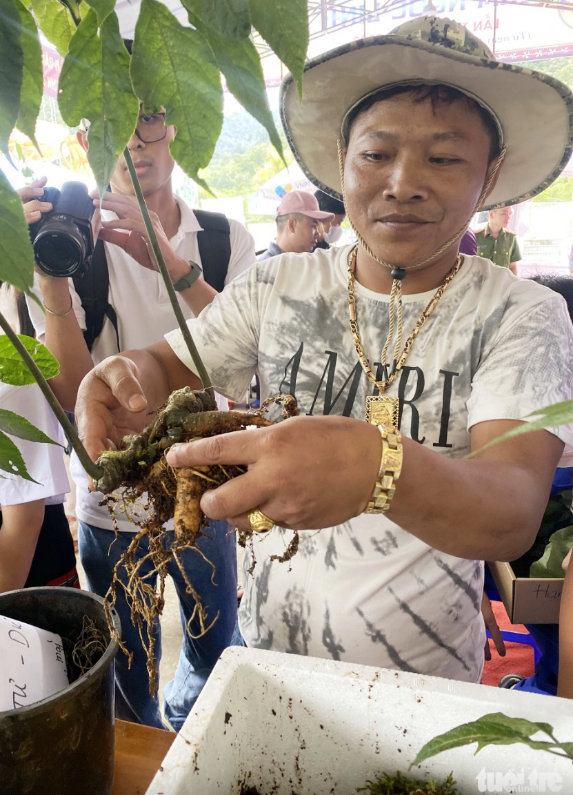 Đà Nẵng mở cuộc thi 'hoa hậu' sâm Ngọc Linh, vóc dáng thẩm mỹ chiếm 50 trong tổng 100 điểm - Ảnh 1.