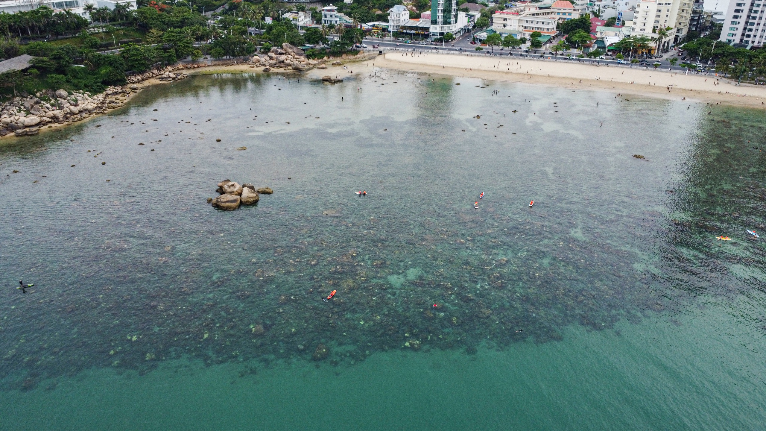 Cận cảnh 'rừng san hô' ven bờ ở Hòn Chồng - Nha Trang - Ảnh 2.
