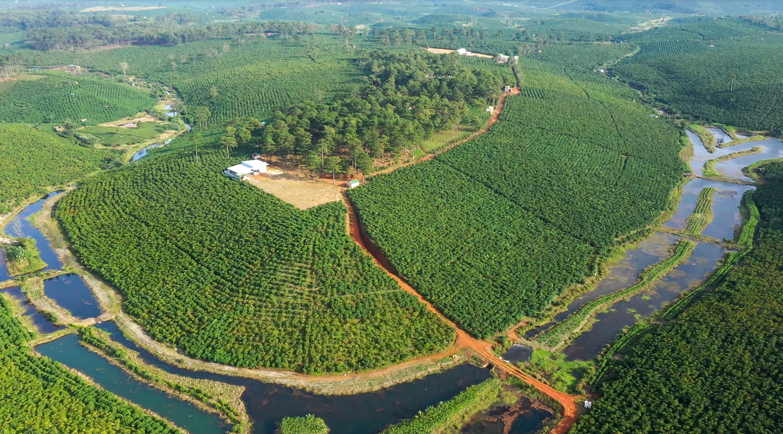 Liên kết nông hộ để giữ 'chuẩn' cà phê Robusta từ vườn - Ảnh 3.