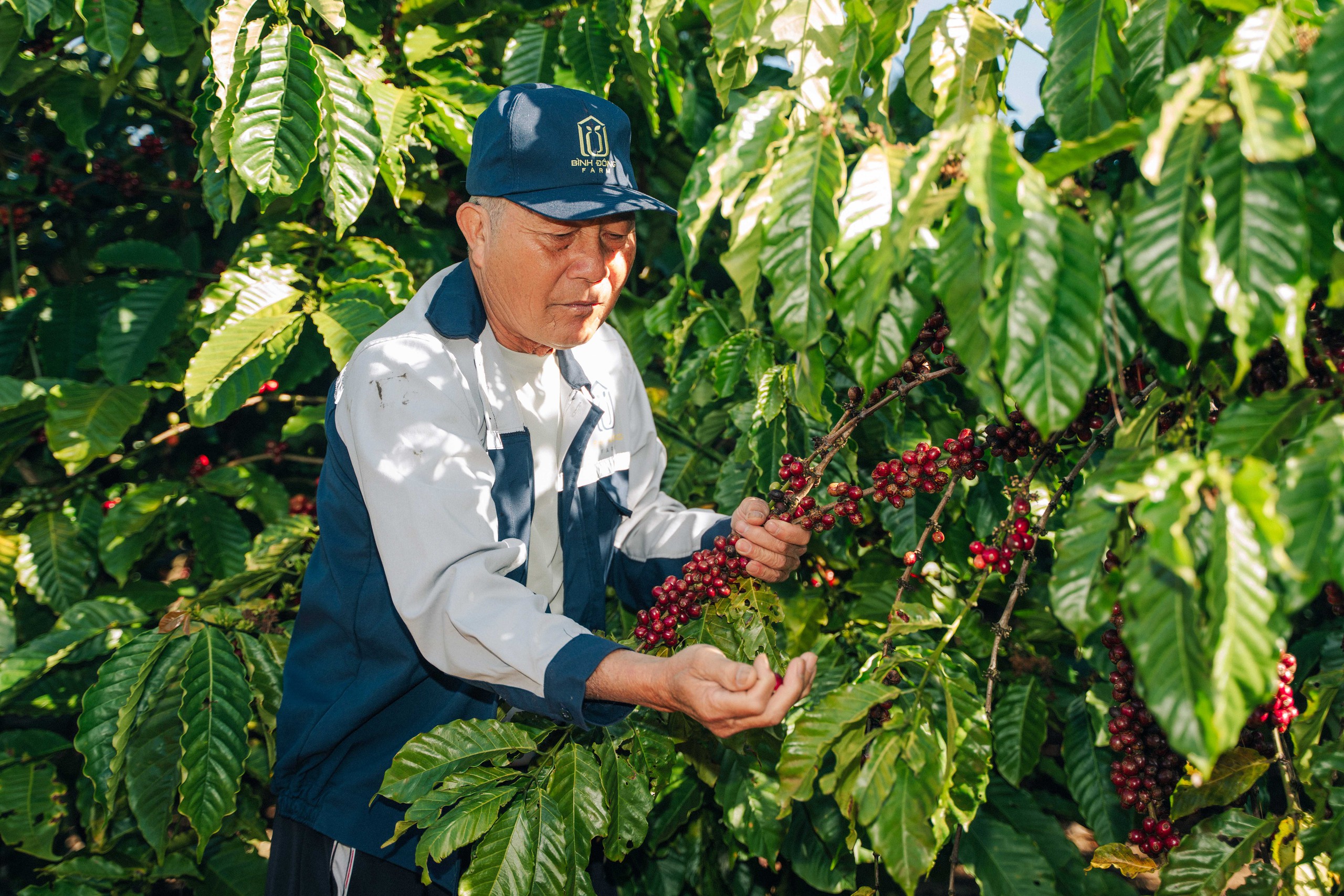 Liên kết nông hộ để giữ 'chuẩn' cà phê Robusta từ vườn - Ảnh 4.