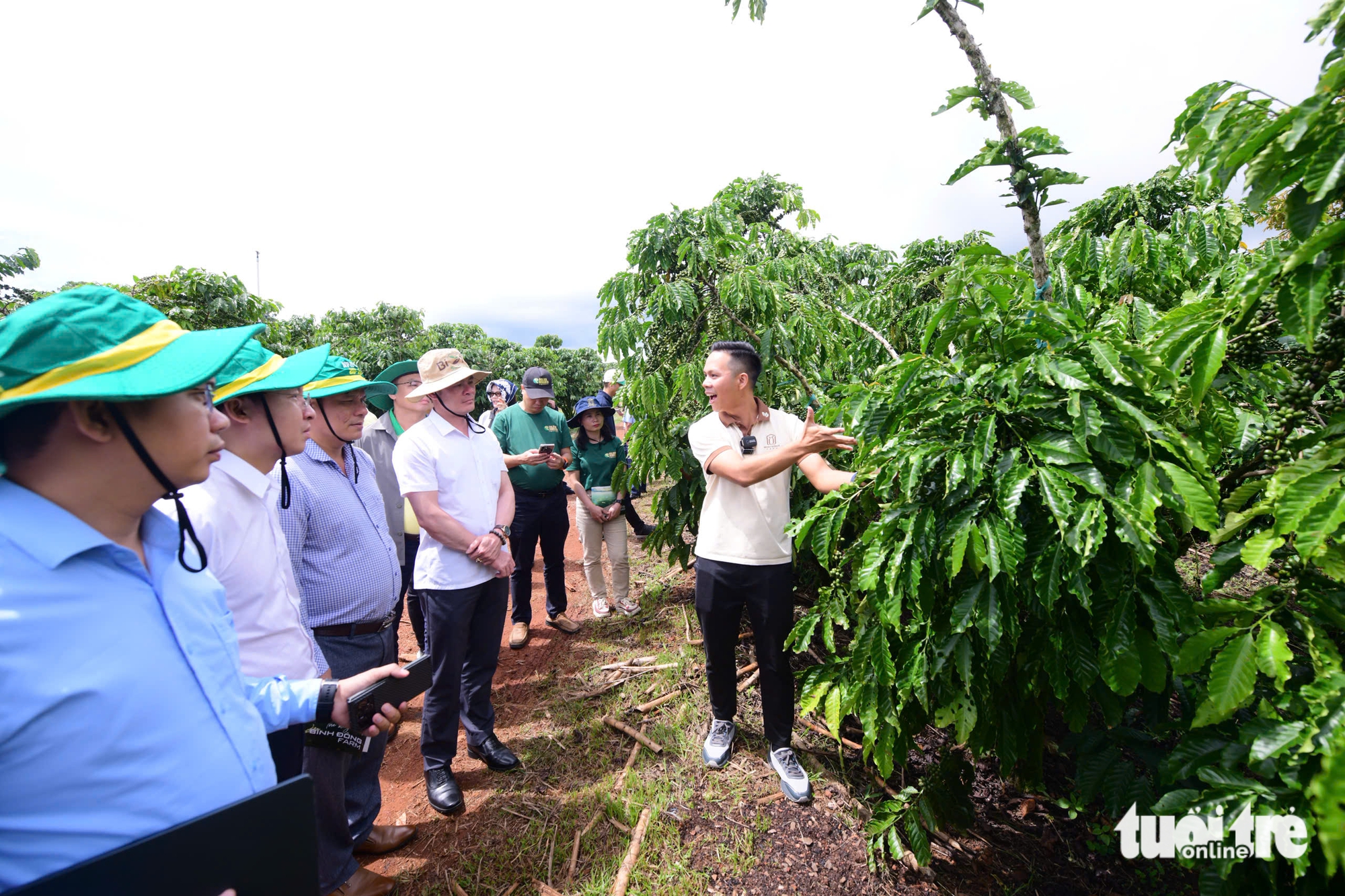 Trầm trồ với trang trại cà phê robusta trĩu quả tại Lâm Đồng - Ảnh 1.