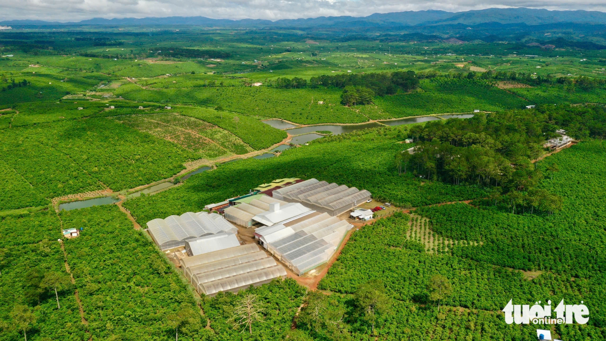 Trầm trồ với trang trại cà phê robusta trĩu quả tại Lâm Đồng - Ảnh 2.
