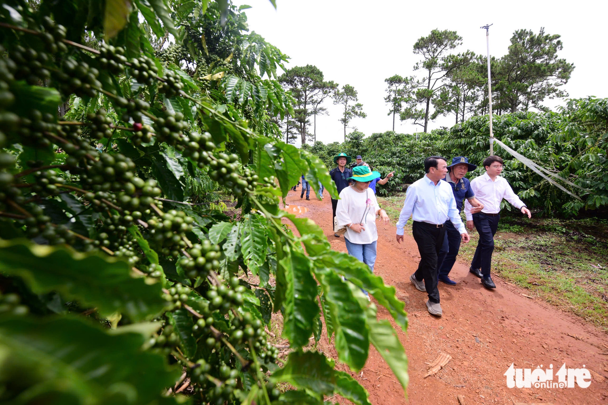 Trầm trồ với trang trại cà phê robusta trĩu quả tại Lâm Đồng - Ảnh 3.