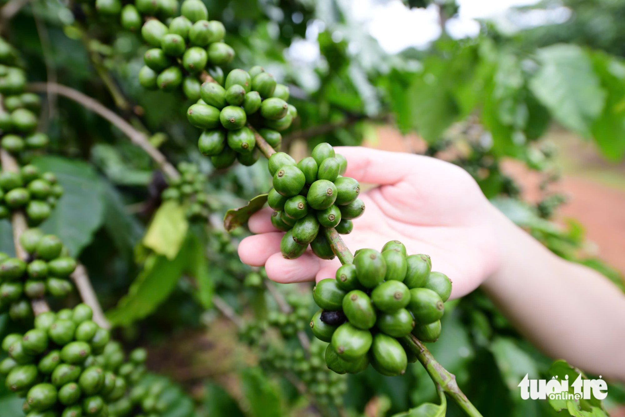 Trầm trồ với trang trại cà phê robusta trĩu quả tại Lâm Đồng - Ảnh 7.