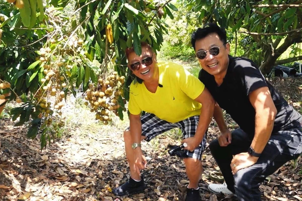 Vân Sơn - Bảo Liêm bị đồn 'cạch mặt' vì tiền, ai ngờ tuổi 70 lại rủ nhau đi hái nhãn - Ảnh 2.