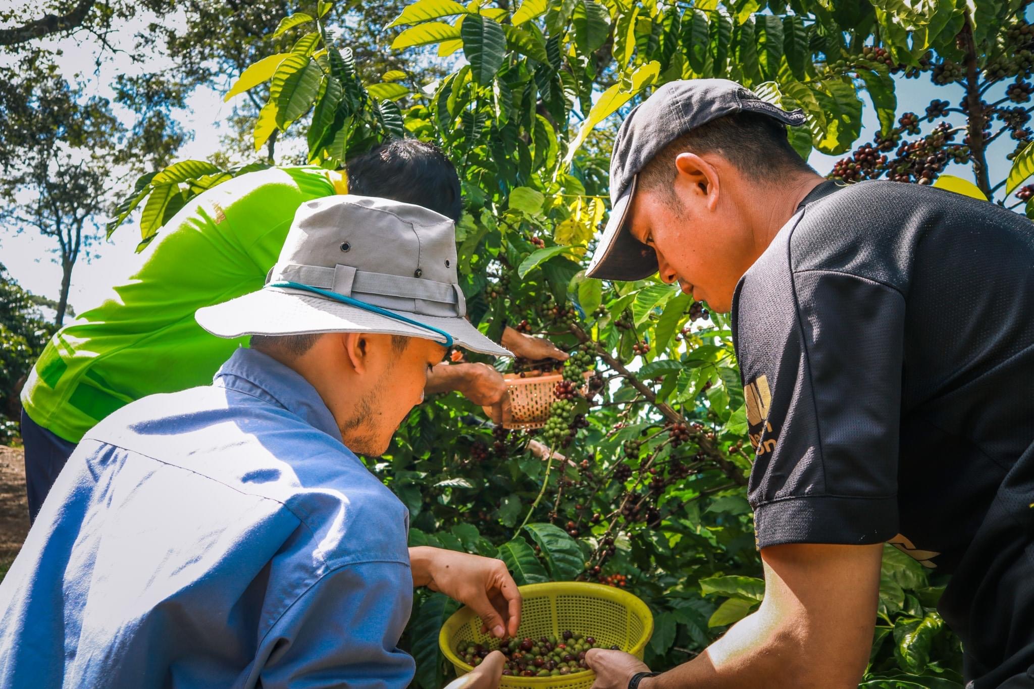 Từ đây, cơ hội mở ra cho Robusta Việt - Ảnh 2.