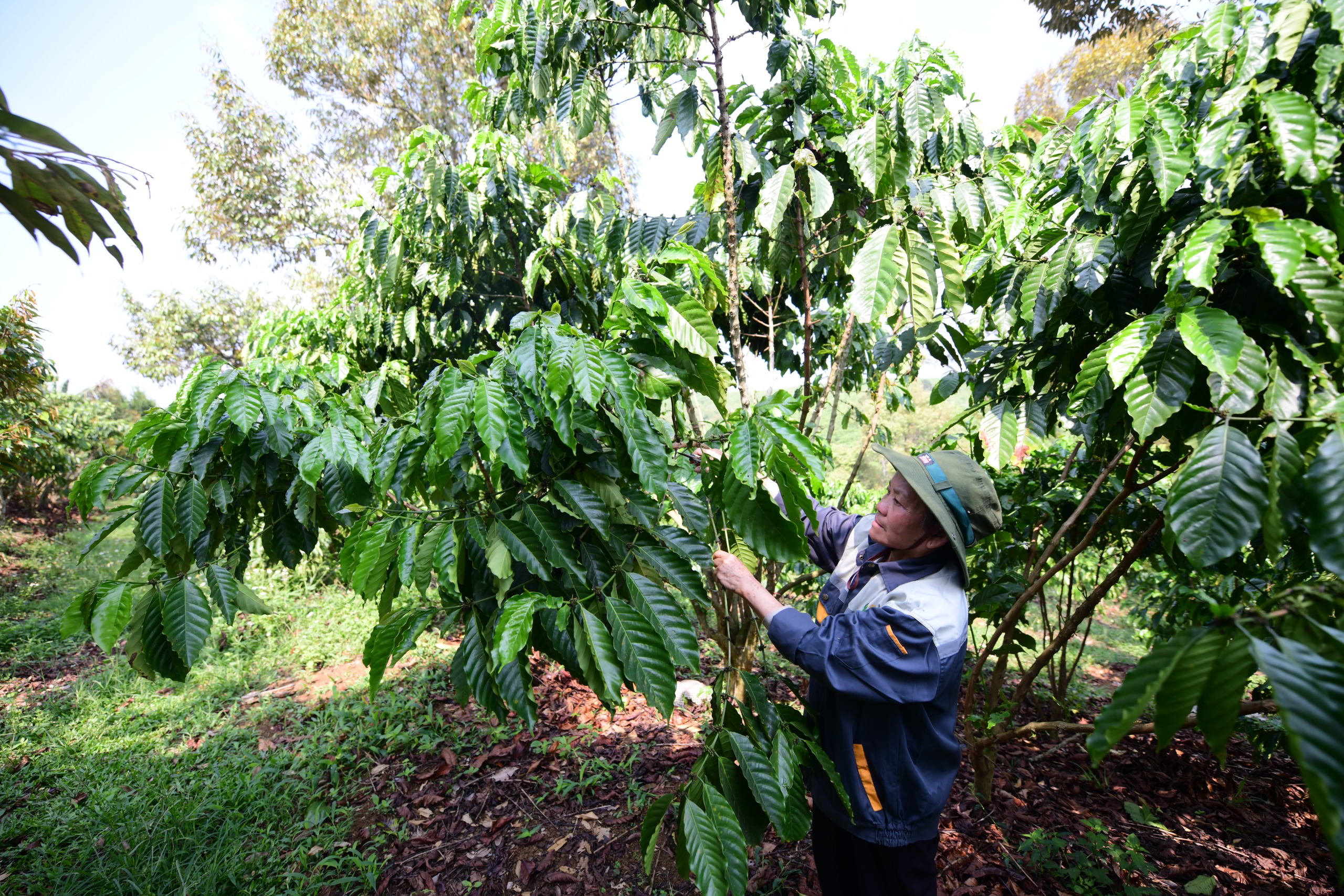 Từ đây, cơ hội mở ra cho Robusta Việt - Ảnh 4.