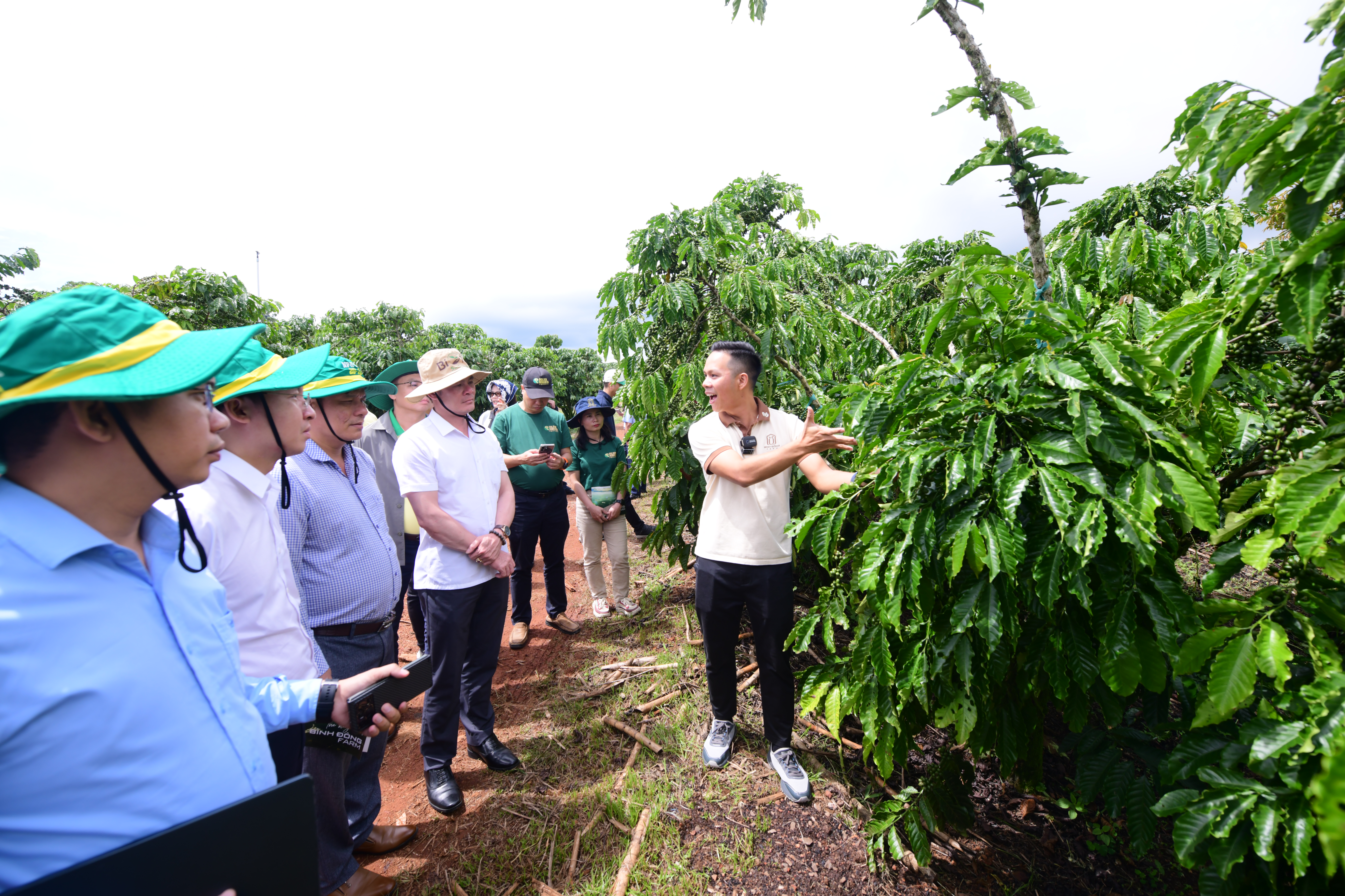 Từ đây, cơ hội mở ra cho Robusta Việt - Ảnh 3.