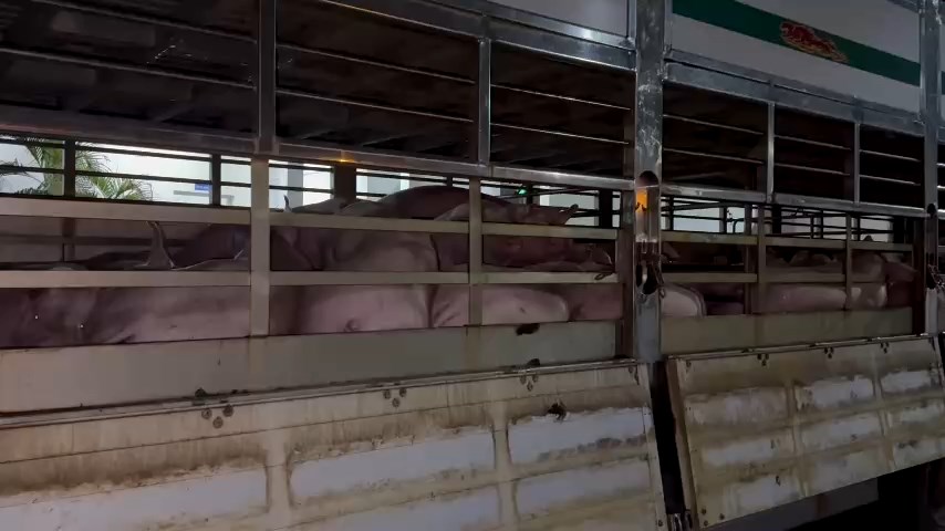 Phát hiện 201 con heo dương tính chất cấm Salbutamol trên đường vào TP.HCM - Ảnh 3.