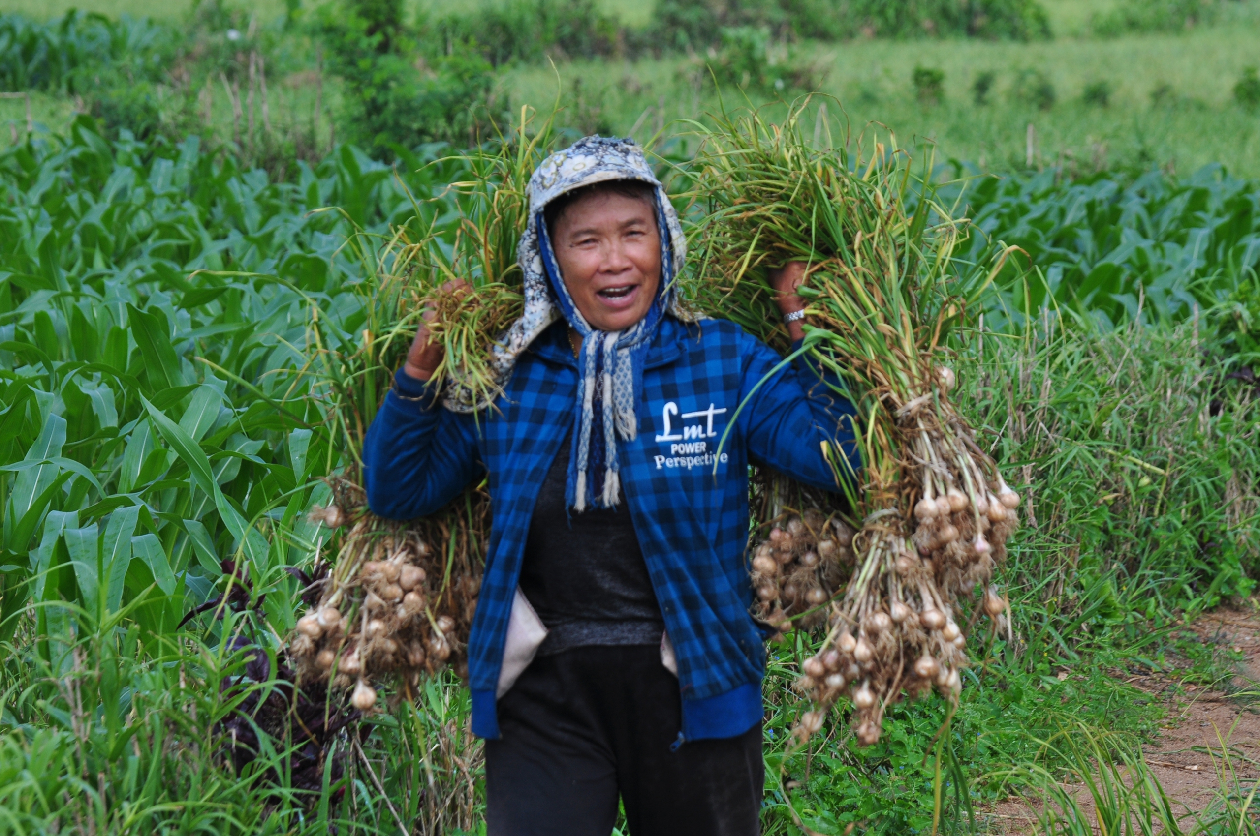 Lợi thế sâm Ngọc Linh, quế Trà Bồng, tỏi Lý Sơn… Quảng Ngãi muốn thành trung tâm dược liệu - Ảnh 2.