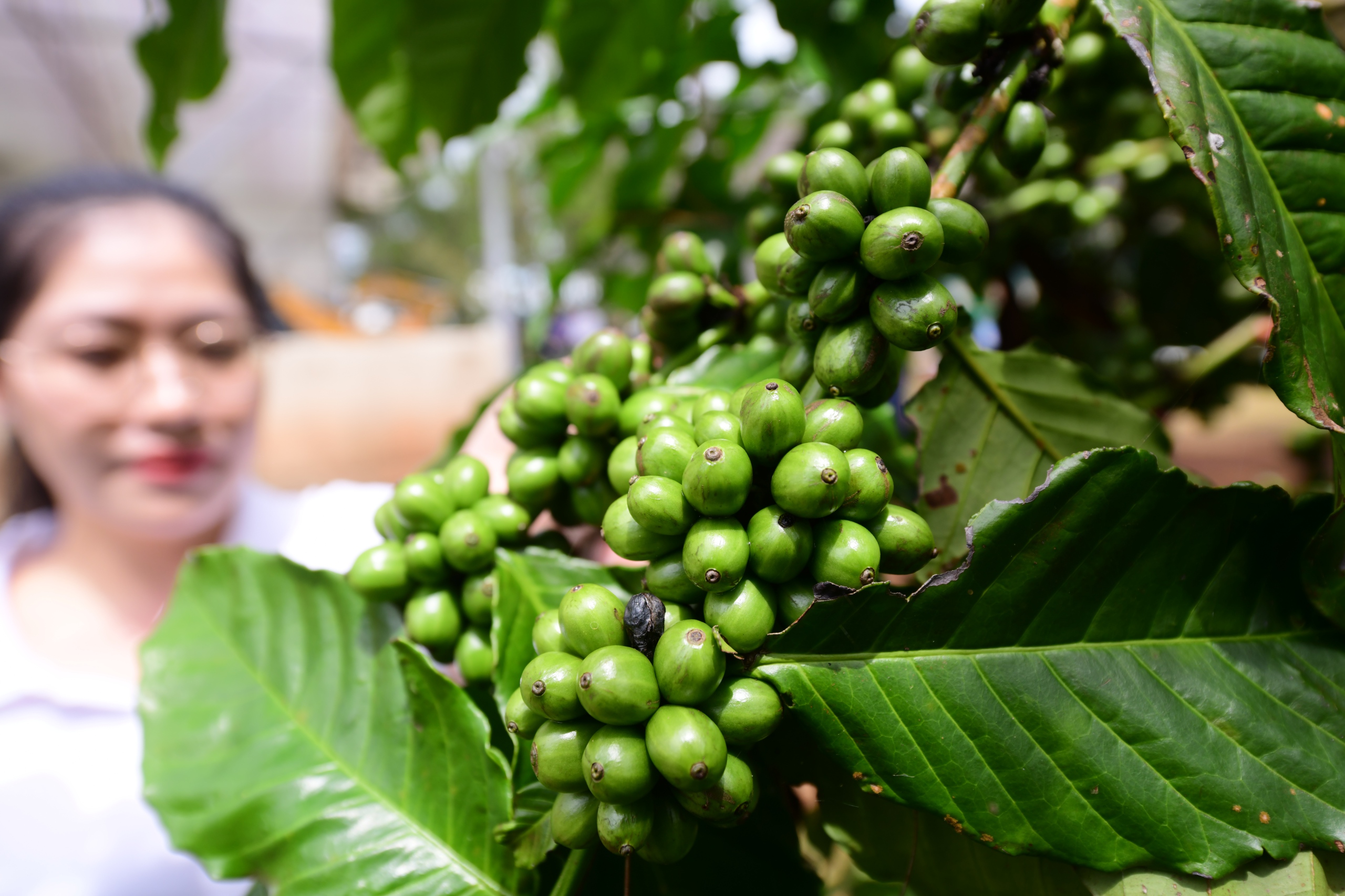 Giá cà phê tăng tiếp - Ảnh 1.