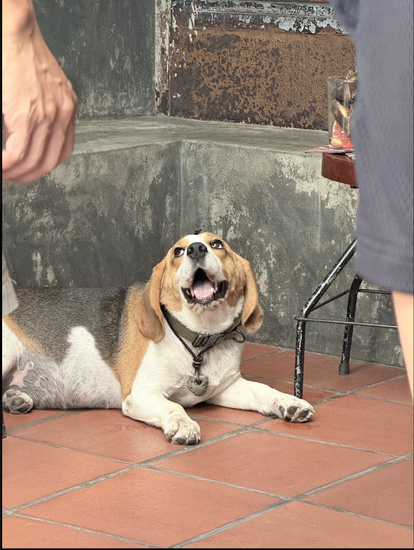 No ocean view, no problem: Da Nang café wins over tourists with a very fat cat - Ảnh 2.