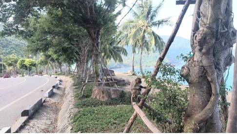 Da Nang cracks down on illegal stalls and monkey feeding on Son Tra Peninsula - Ảnh 3.