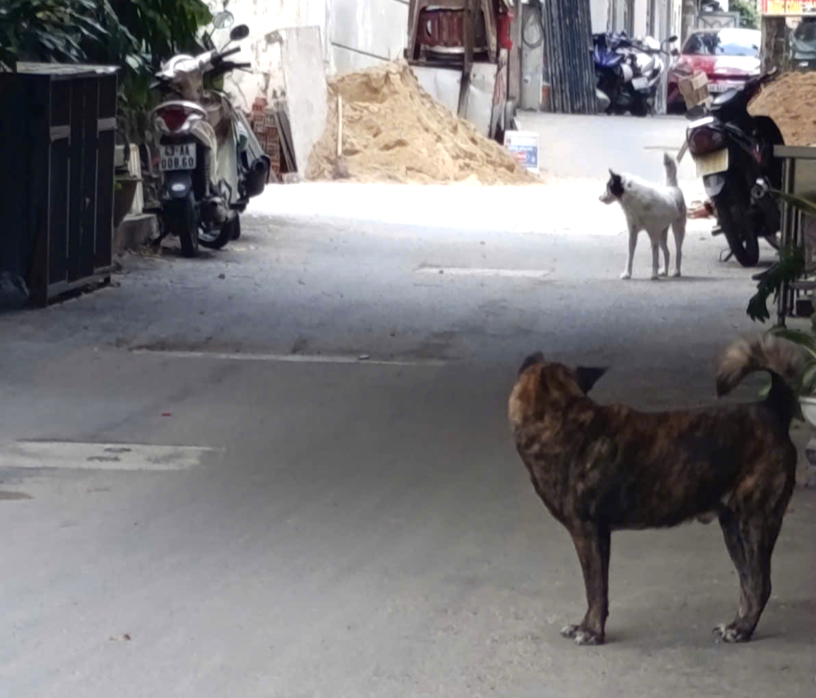 Đà Nẵng lập khu nuôi nhốt chó thả rông, quá 48 giờ không ai nhận sẽ xử lý - Ảnh 1.