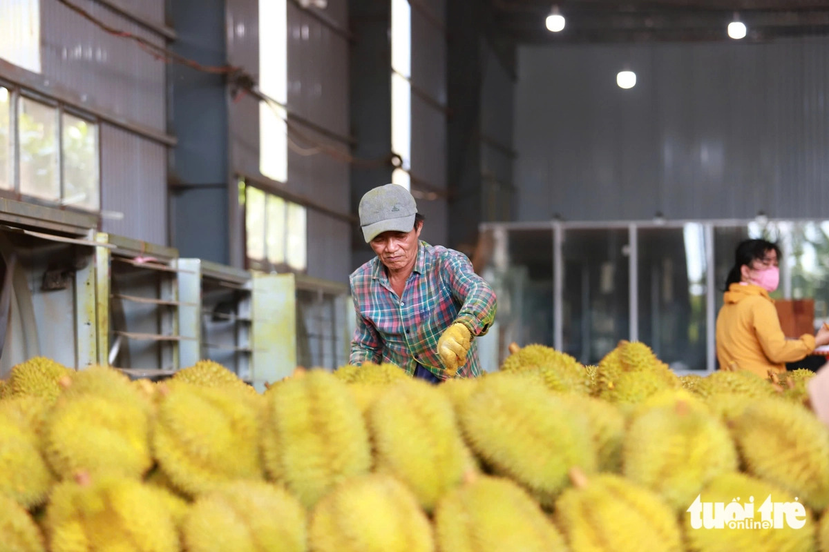 Nông sản Việt Nam đối mặt Thách thức xuất khẩu năm 2026 và cần giải pháp chiến lược - Ảnh 3.