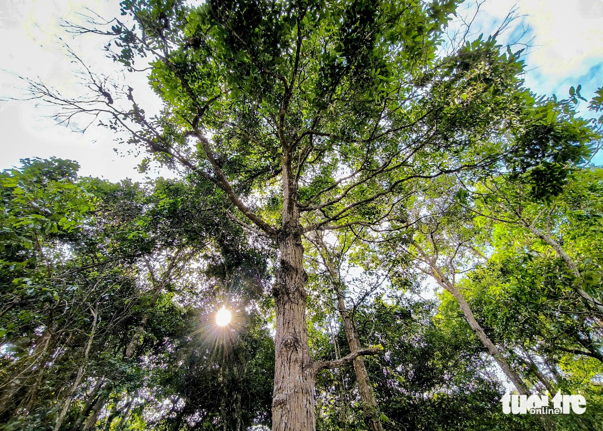 Discover 2 'green lungs' added to Ho Chi Minh City after administrative merger- Ảnh 2.