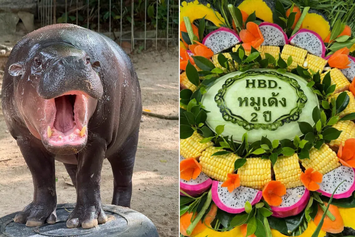 Sở thú Thái Lan mở hội mừng sinh nhật 2 tuổi của 'ngôi sao' Moo Deng - Ảnh 1.