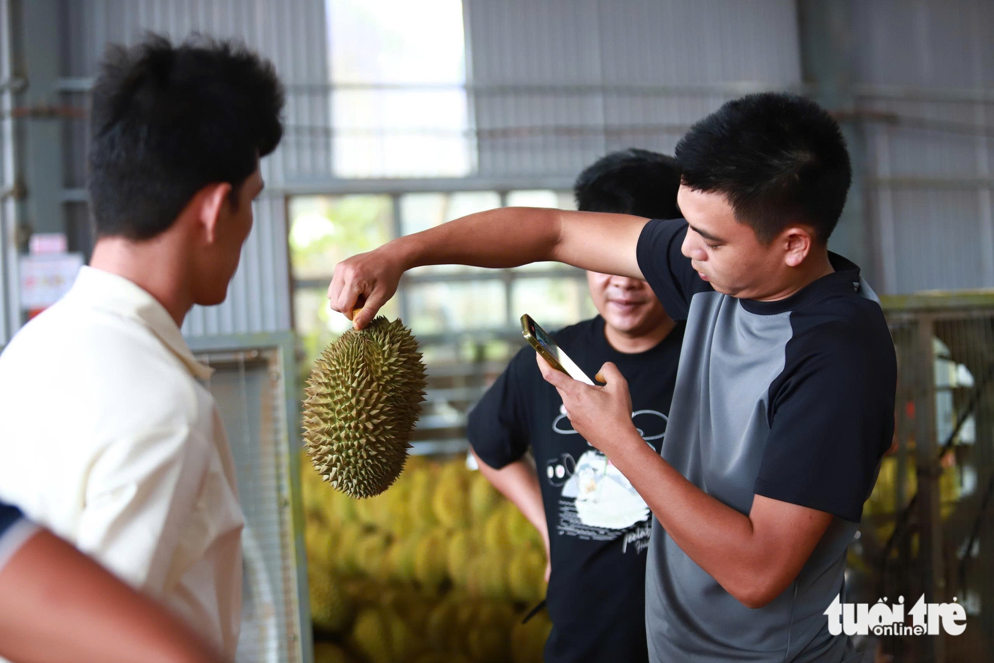 'Phản ứng' khi Chính phủ gỡ vướng cấp mã số vùng trồng sầu riêng - Ảnh 3.