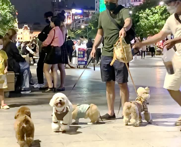 Từ 15-8, phạt đến 2 triệu nếu dắt chó ra đường không rọ mõm - Ảnh 1.
