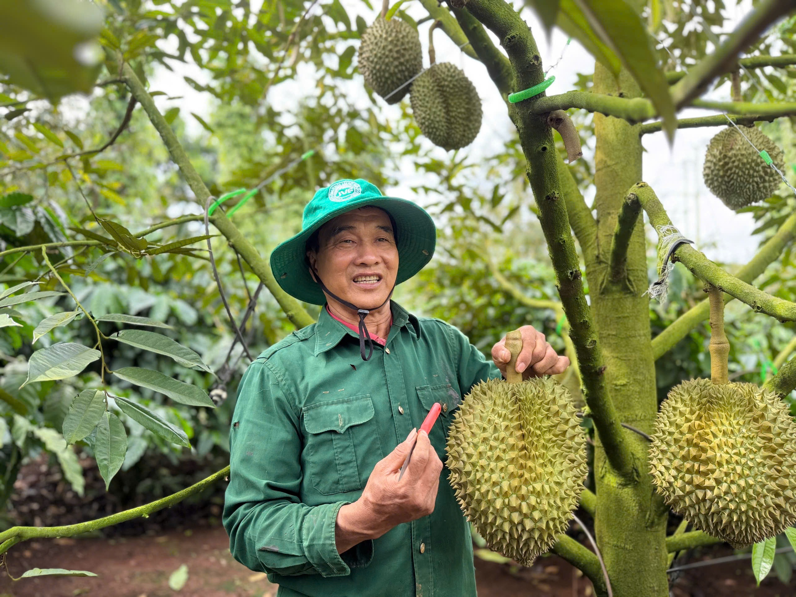 Việt Nam đang đàm phán xuất khẩu sầu riêng sang Úc, New Zealand - Ảnh 2.