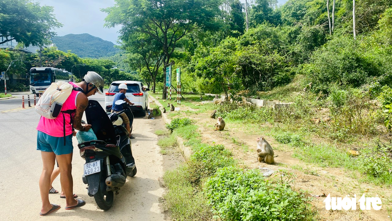 Quen được khách cho ăn, khỉ Sơn Trà chờ khách cho trái cây như em bé đòi quà - Ảnh 1.