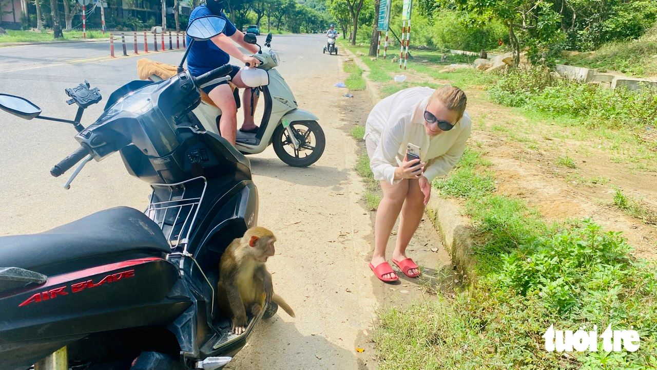 Quen được khách cho ăn, khỉ Sơn Trà chờ khách cho trái cây như em bé đòi quà - Ảnh 2.