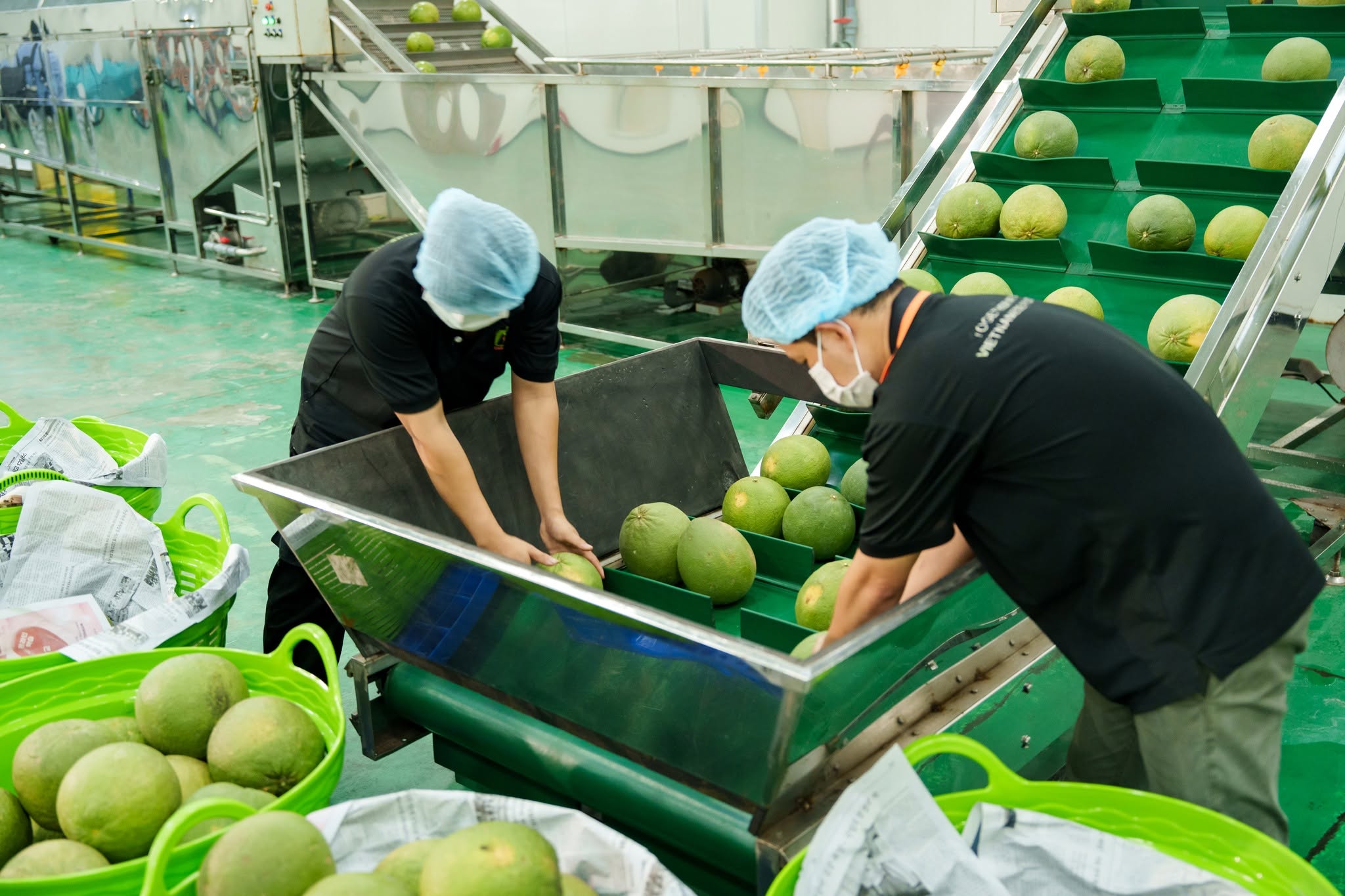 EU sắp siết dư lượng nhiều thuốc bảo vệ thực vật, nông dân, doanh nghiệp xuất khẩu cần làm gì? - Ảnh 3.
