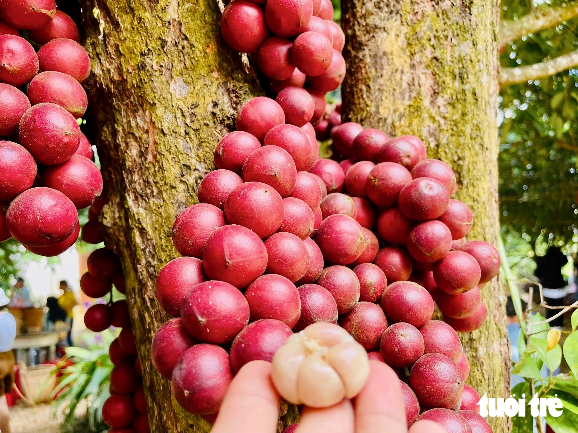 越南“紅色王國”果園,果實紅透,遊客爭相打卡