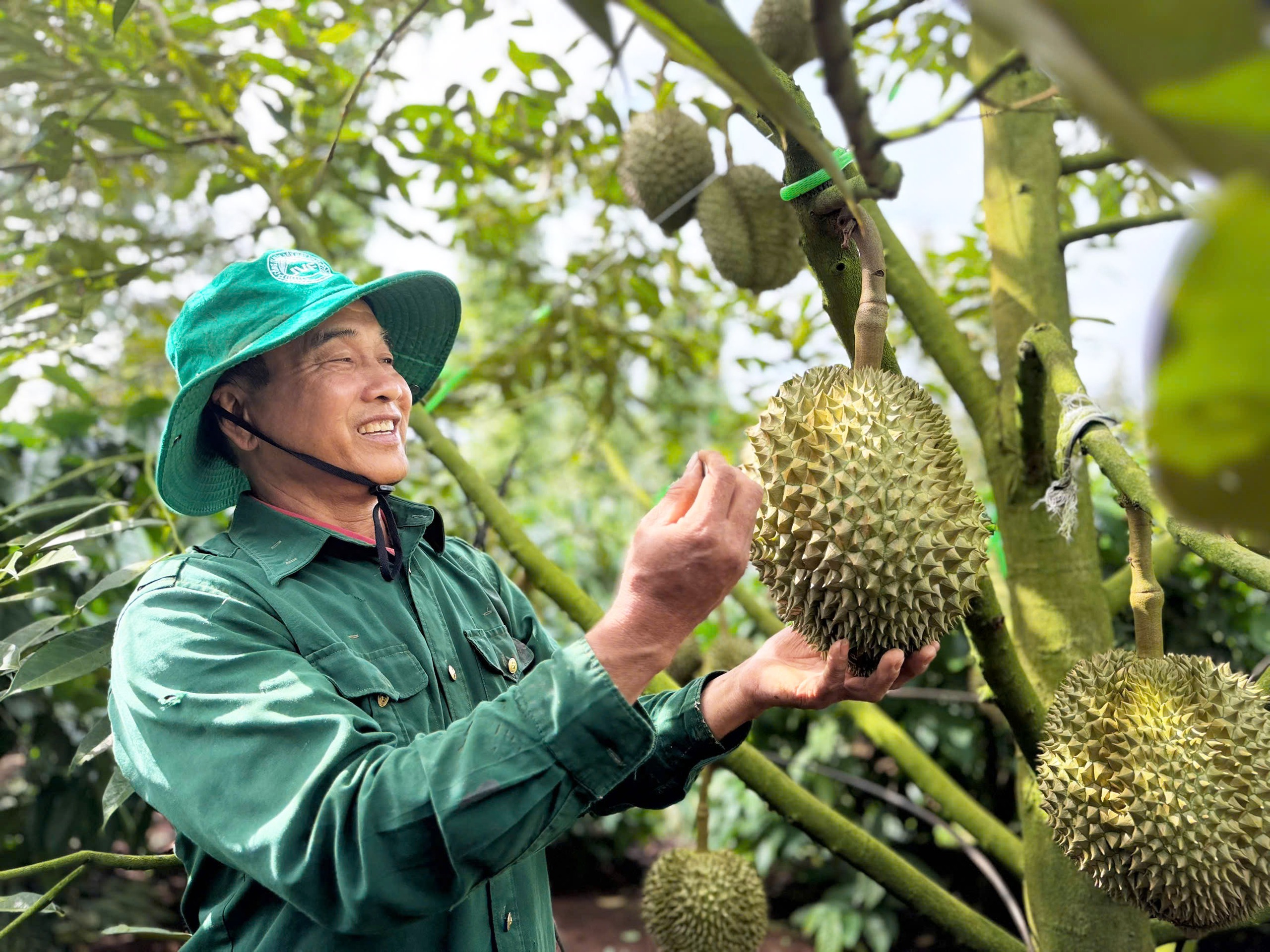 Nguyên Phó Chủ tịch Quốc hội Lê Minh Hoan: Đừng để sầu riêng đi một mình, phía sau phải có ai? - Ảnh 3.