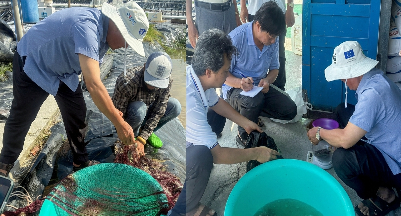 Cá nâu Cà Mau: Từ bùn lầy dưới vuông tôm vươn mình thành đặc sản thương hiệu - Ảnh 5.