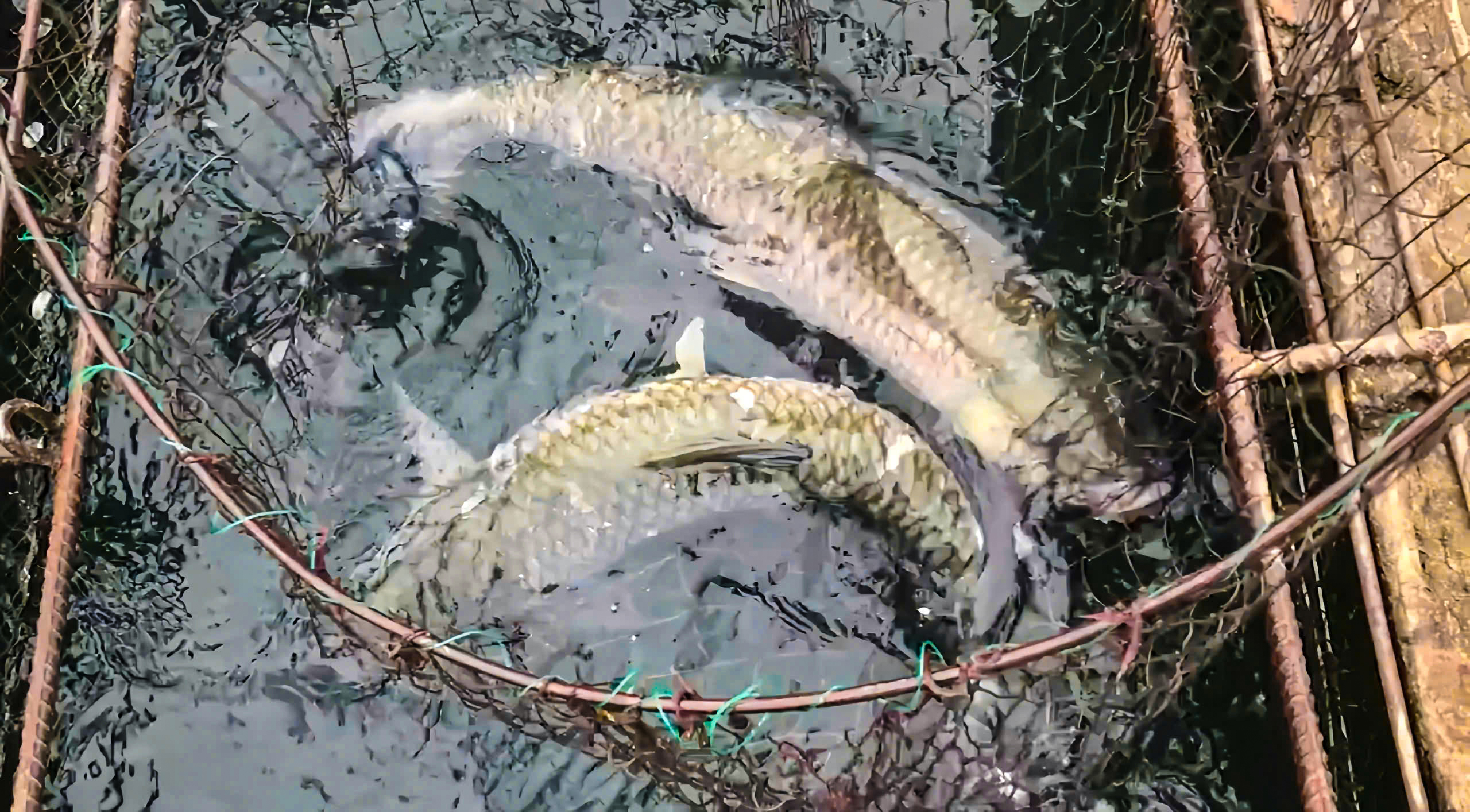 越南風牙：草魚養殖5年才上市