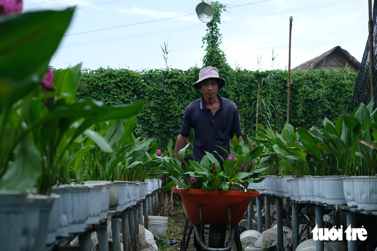 Làng hoa Sa Đéc giảm 20% cúc mâm xôi truyền thống vụ hoa Tết - Ảnh 4.