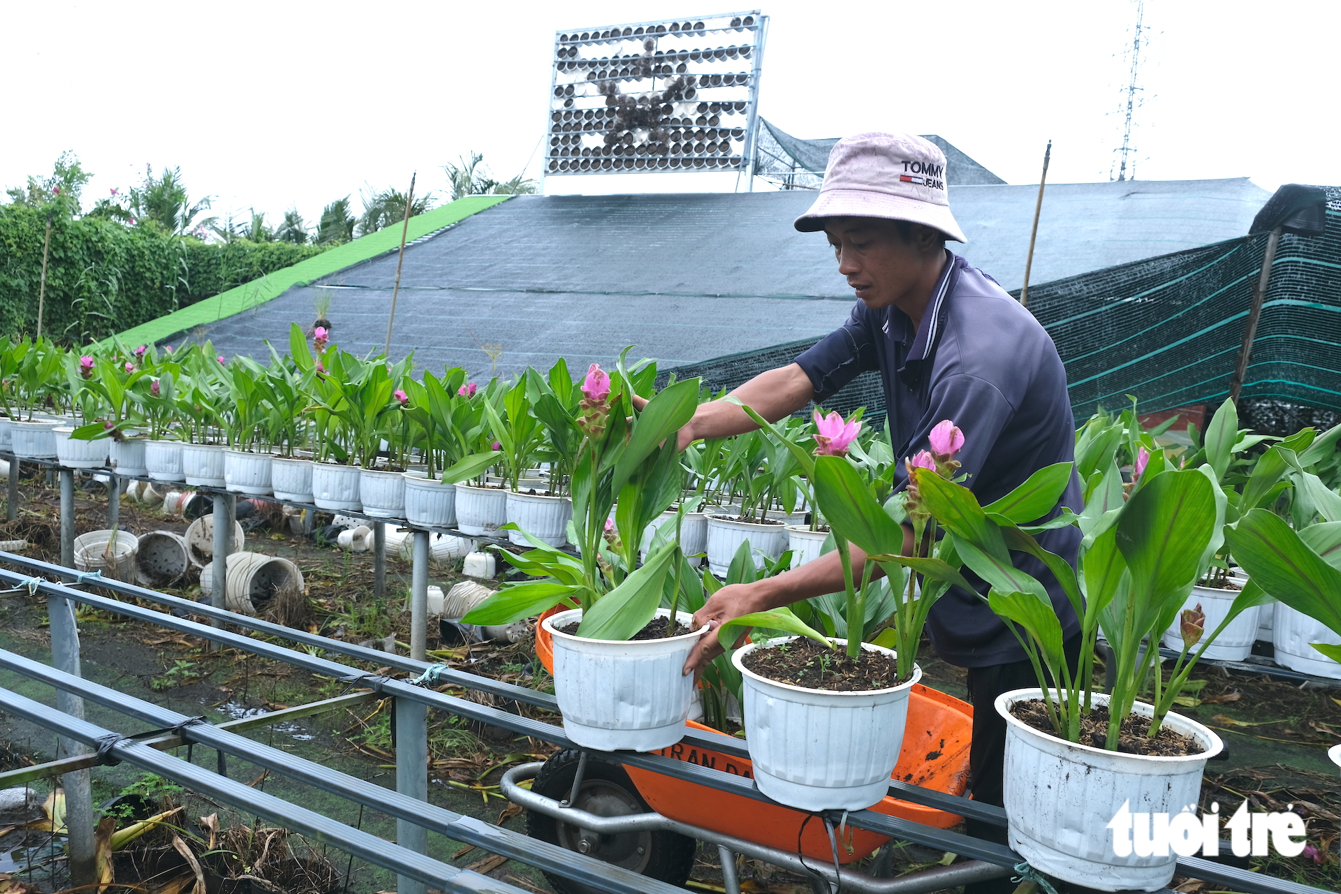 Làng hoa Sa Đéc giảm 20% cúc mâm xôi truyền thống vụ hoa Tết - Ảnh 6.