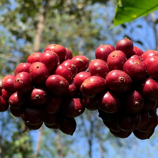 Lối đi riêng của Robusta Ấn Độ - Ảnh 3.