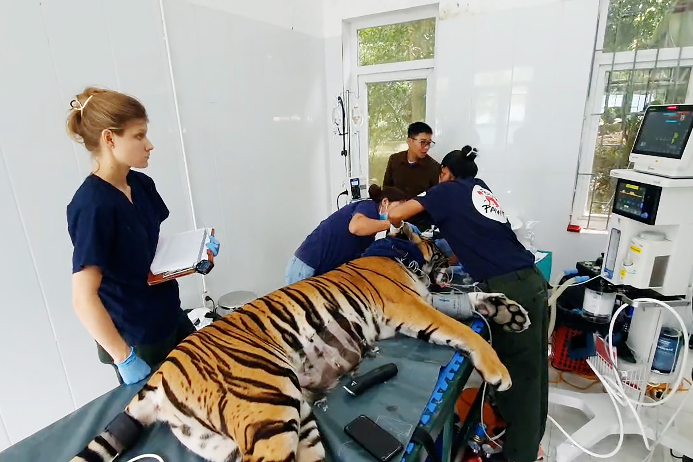 Vườn quốc gia Phong Nha khám sức khỏe định kỳ cho 7 con hổ Đông Dương - Ảnh 1.