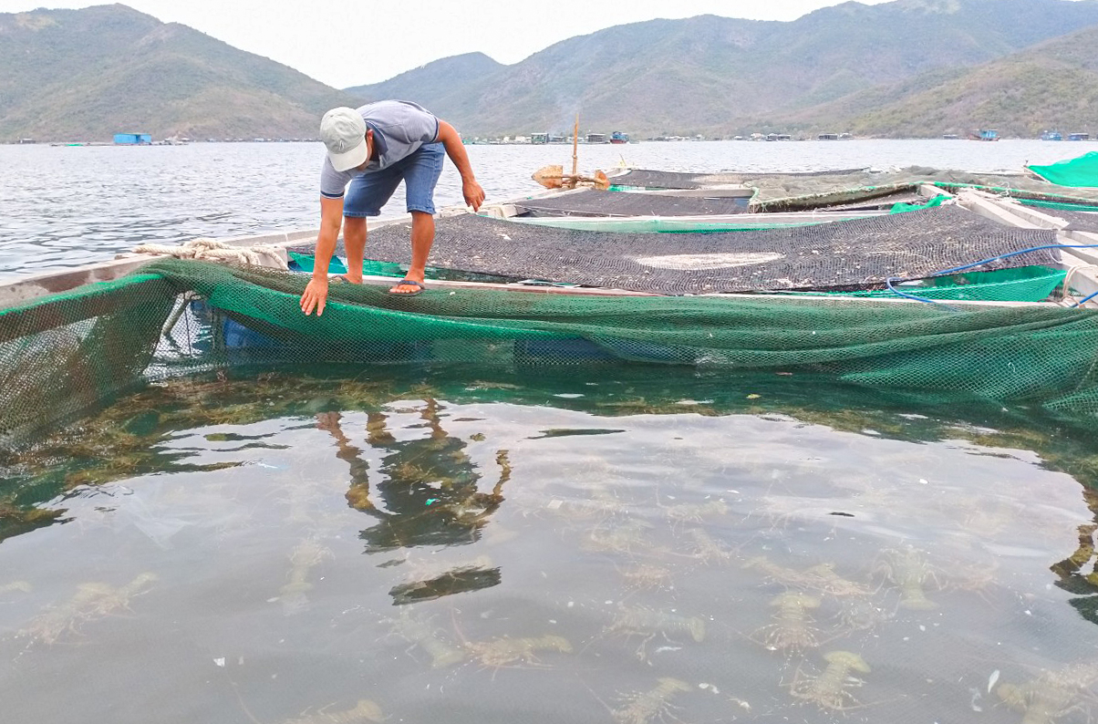 Tiêu hủy 180.000 con tôm hùm giống nhập lậu: Cái khó của ngành tôm hùm Việt Nam - Ảnh 3.