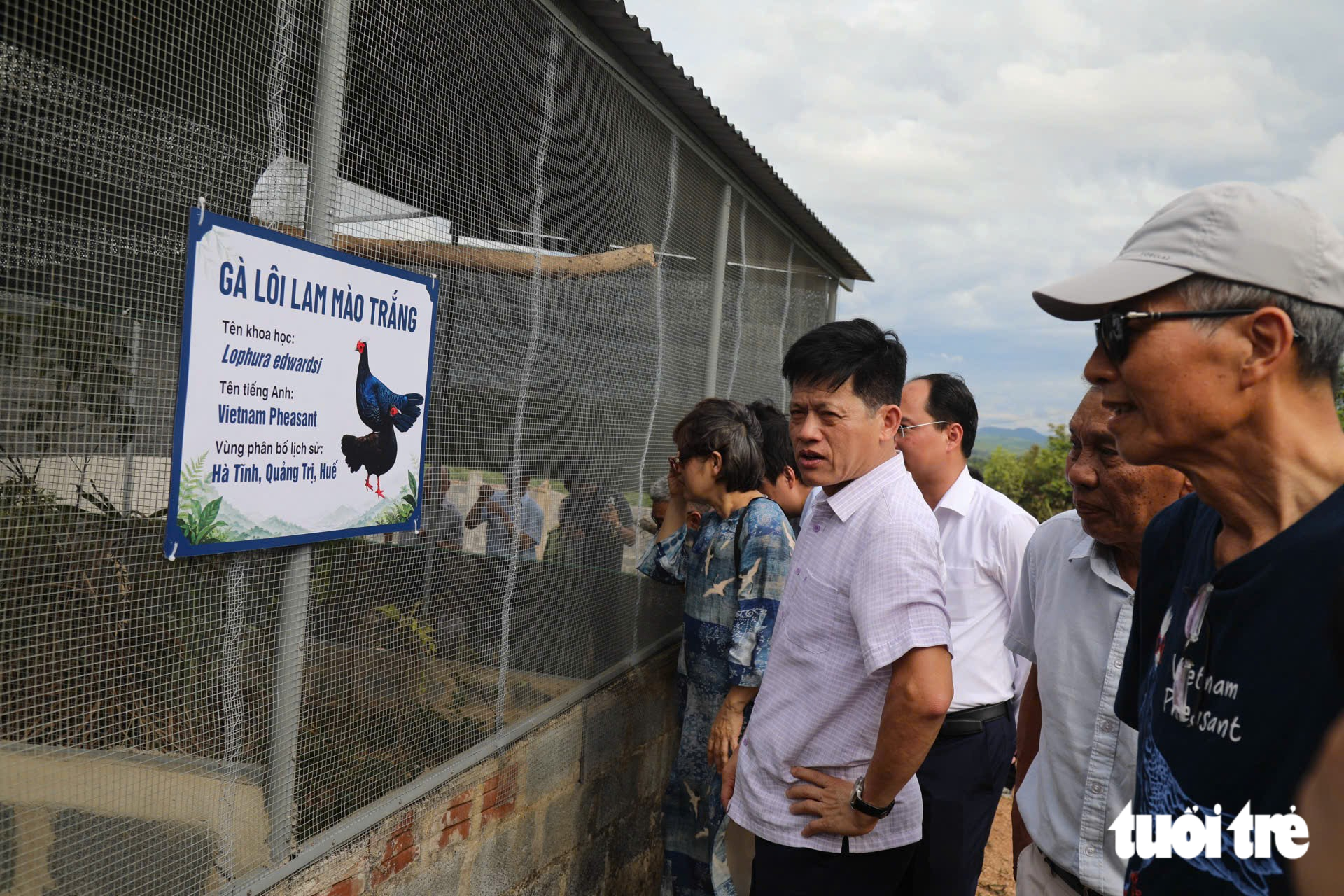 Gà lôi lam mào trắng trở về Quảng Trị, mở hành trình hồi sinh loài chim đặc hữu Việt Nam - Ảnh 2.