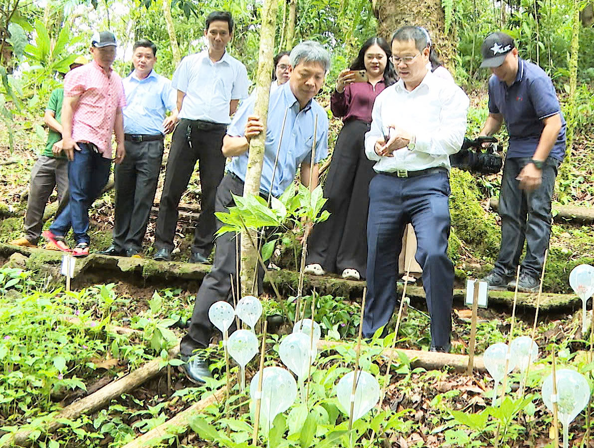 THACO đầu tư dự án trồng sâm Ngọc Linh hơn 12.000 tỉ đồng - Ảnh 1.