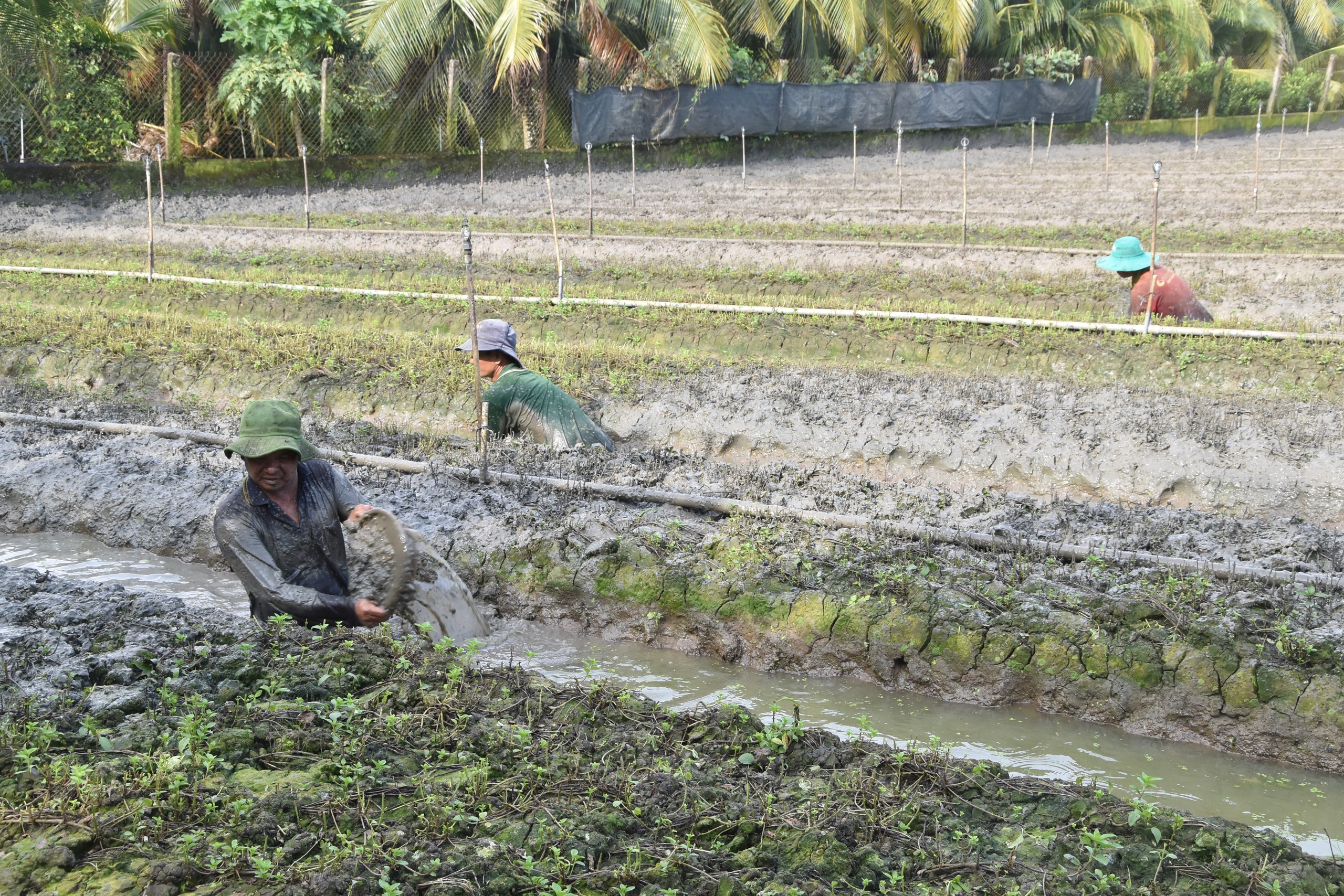 Hơn một tháng chưa rõ nguyên nhân rau màu chết bất thường ở Đồng Tháp, nông dân thấp thỏm xuống giống - Ảnh 1.