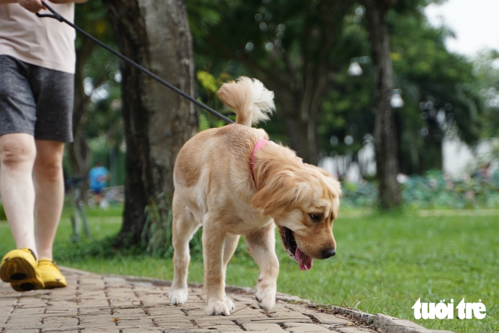 Chó không rọ mõm chạy nhảy tại công viên Cảnh Đồi: Vấn đề cần giải quyết ngay - Ảnh 5.