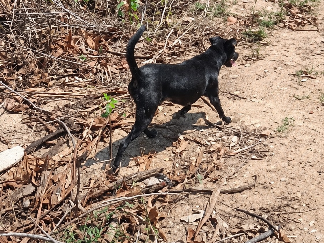 Tìm thấy bé trai 6 tuổi đi lạc trên núi, xúc động chú chó xuyên đêm bảo vệ cậu chủ - Ảnh 3.