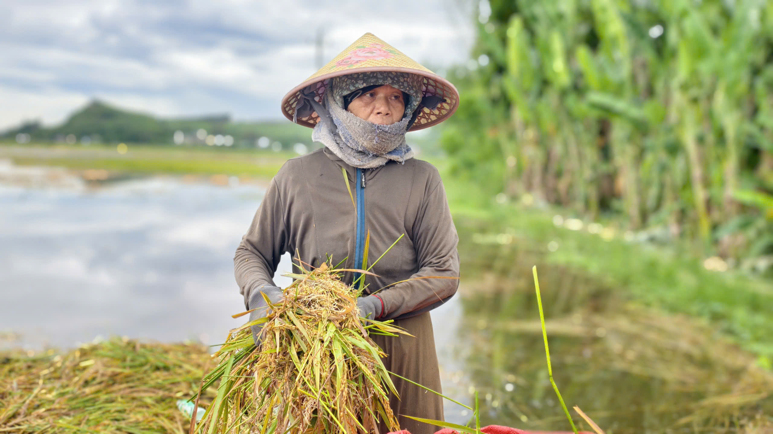Lúa chín bị dìm trong nước lũ, dân dầm mình cả ngày... cứu lúa - Ảnh 2.