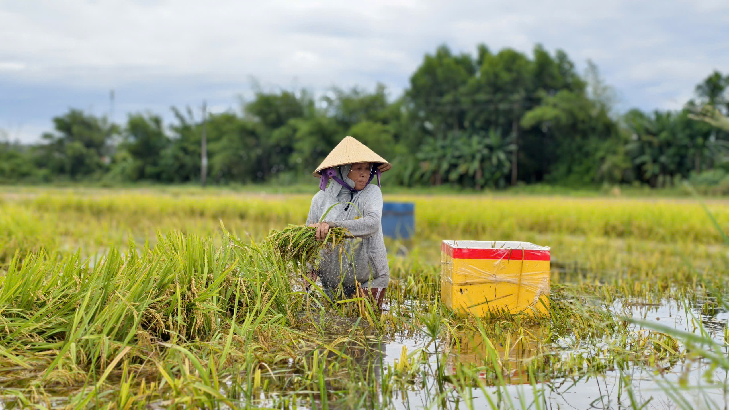 Lúa chín bị dìm trong nước lũ, dân dầm mình cả ngày... cứu lúa - Ảnh 6.