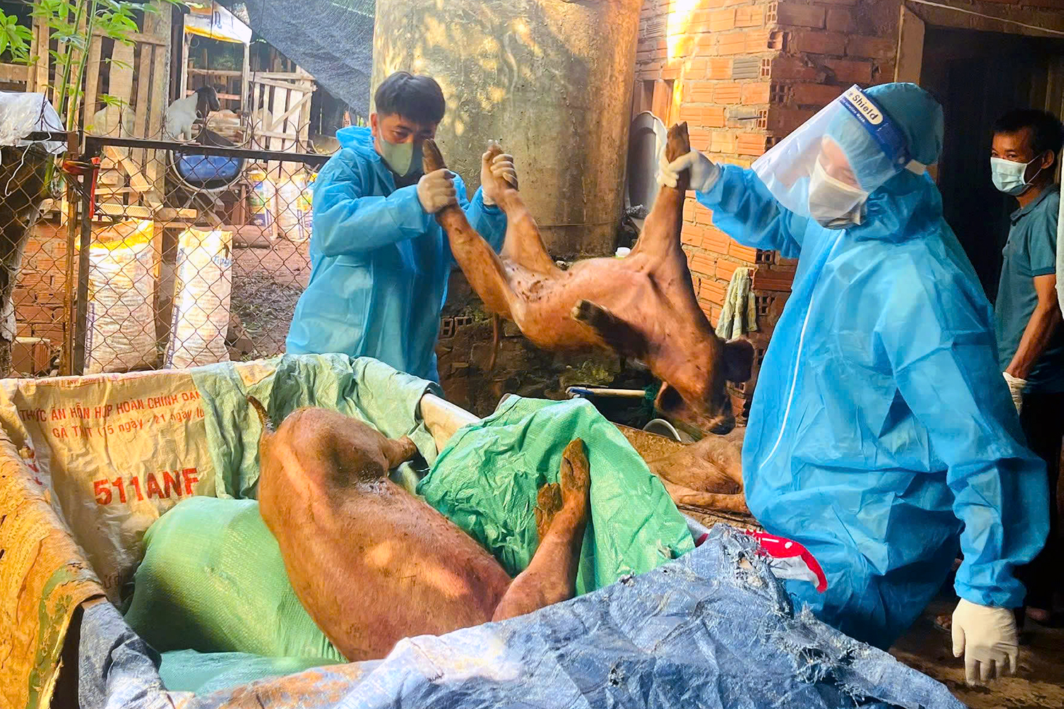 Tiêu hủy đàn heo mắc dịch tả heo châu Phi ở xã Xuân Sơn, TP.HCM - Ảnh 1.